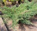 juniperus_rockerygem3