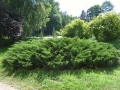 juniperus_sabina1