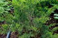 juniperus_sabina2
