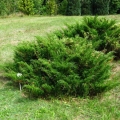 juniperus_sabina