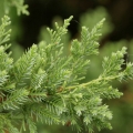 juniperus_sanjose2