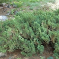 juniperus_sanjose4