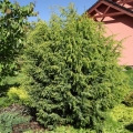 juniperus_schneverdinger_goldmachangel1