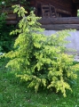juniperus_schneverdinger_goldmachangel2
