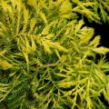 juniperus_sheridon_gold1