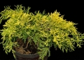 juniperus_sheridon_gold2