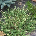juniperus_spotty_spreader3