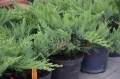 juniperus_tam_no_blight1