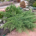 juniperus_tam_no_blight