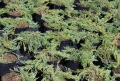 juniperus_turquosiespreader1
