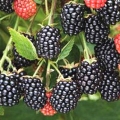 loch-tay-blackberry