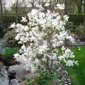 magnolia3