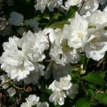 philadelphus_bouquet_blanc_2