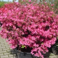 rhododendron-obtusum-2
