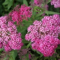 spiraea_country_red1