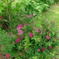 spiraea_country_red35