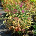 spiraea_country_red4