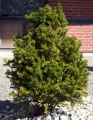 taxus_baccata-2