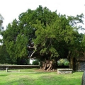 taxus_baccata