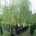 weeping_willow-(1)