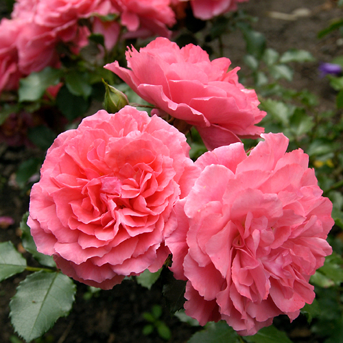 Роза плетистая Розариум Ютерсен (Rosarium Uetersen),саженцы роз купить,купить садовые розы,розы кустовые,купить розы для сада,роза плетистая ,розы сорта,розы розовые,каталог роз,розы дешево,розы посадка и уход