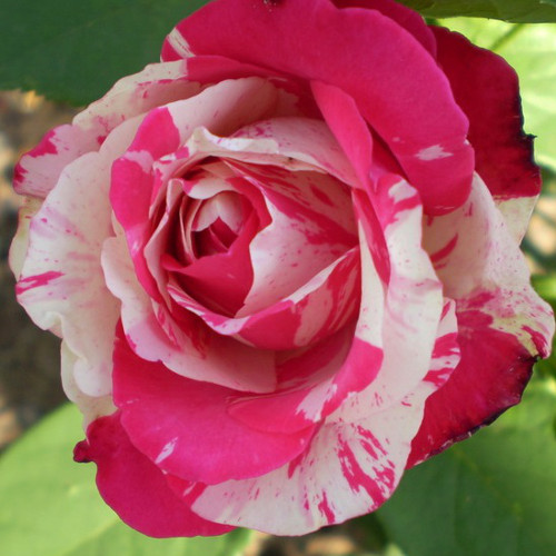 Розы Сорта Каталог Фото