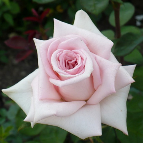 Роза чайно-гибридная Эмма дэ Мейян (Emma de Meilland),розы из питомника, купить розы в интернет-магазине,цветущие кустарнки купить винтернет-магазине,садовый центр,отечественные и зарубежные питомники