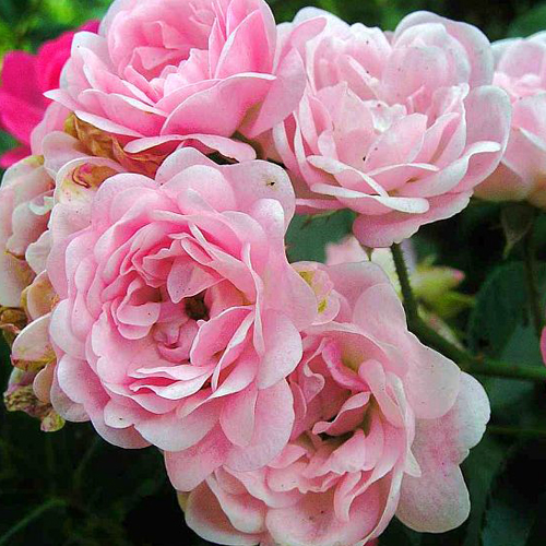Роза почвопокровная Фея (Fairy),розы из питомника,купить розы в интернет-магазине,цветущие кустарнки купить в интернет-магазине,садовый центр,отечественные и зарубежные питомники