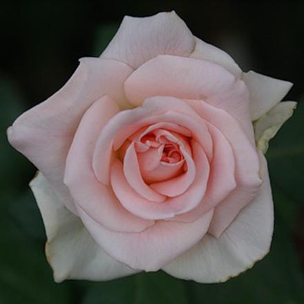 Роза Вивальди (Vivaldi): сорт, характеристики, описание, фото, отзывы садоводов