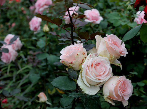 Характеристики розы Вивальди